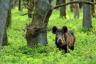 BUITEN BEELD Foto: 327168