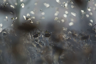 BUITEN BEELD Foto: 327185