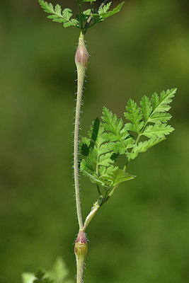 BUITEN BEELD Foto: 327198