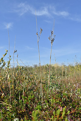 BUITEN BEELD Foto: 327208