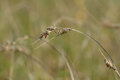 BUITEN BEELD Foto: 327219
