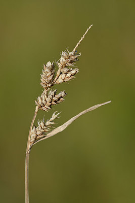 BUITEN BEELD Foto: 327220