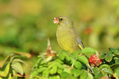 BUITEN BEELD Foto: 327228