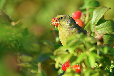 BUITEN BEELD Foto: 327234