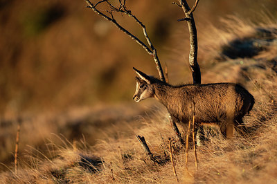 BUITEN BEELD Foto: 327246