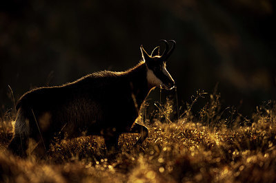BUITEN BEELD Foto: 327247