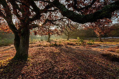 BUITEN BEELD Foto: 327264