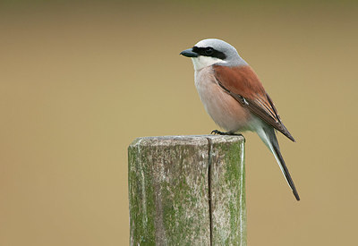 BUITEN BEELD Foto: 327268