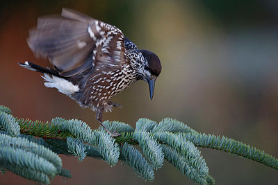 BUITEN BEELD Foto: 327283