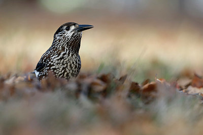 BUITEN BEELD Foto: 327288
