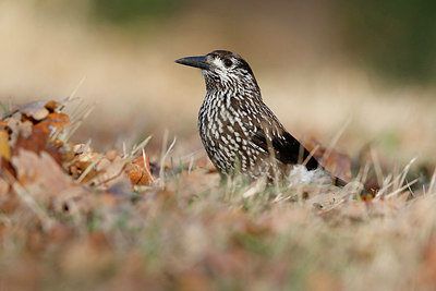 BUITEN BEELD Foto: 327290