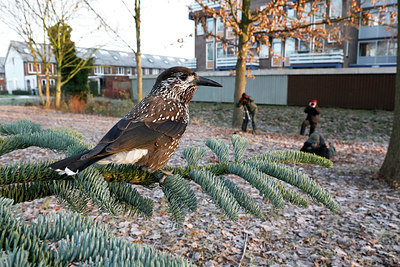 BUITEN BEELD Foto: 327292