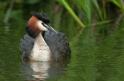 BUITEN BEELD Foto: 327307