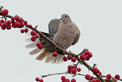 BUITEN BEELD Foto: 327308