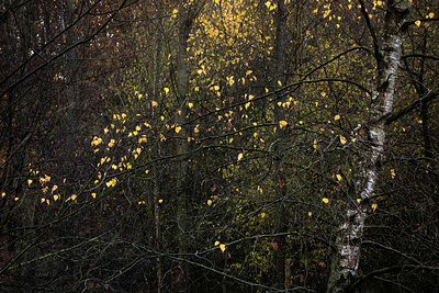 BUITEN BEELD Foto: 327312