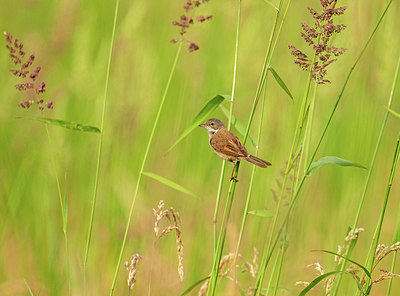 BUITEN BEELD Foto: 327318