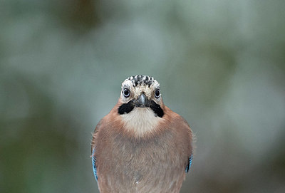 BUITEN BEELD Foto: 327325