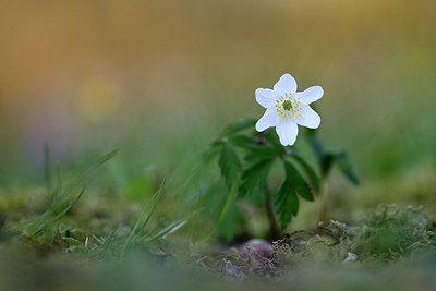 BUITEN BEELD Foto: 327336