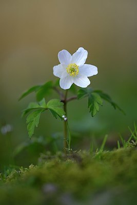 BUITEN BEELD Foto: 327337