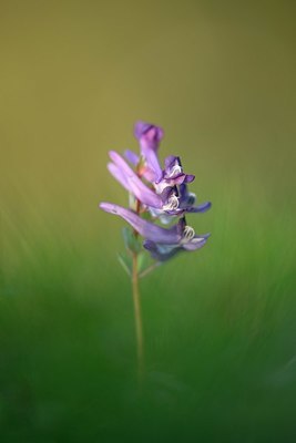 BUITEN BEELD Foto: 327348