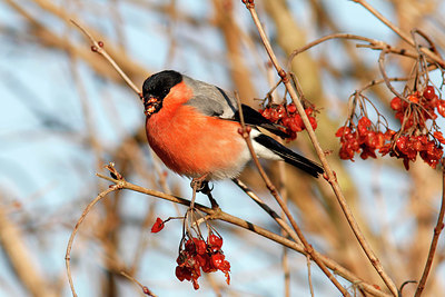 BUITEN BEELD Foto: 327363