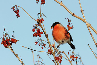 BUITEN BEELD Foto: 327371