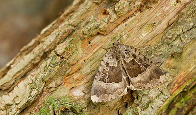 BUITEN BEELD Foto: 327378
