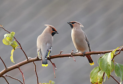 BUITEN BEELD Foto: 327472