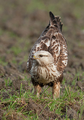 BUITEN BEELD Foto: 327546