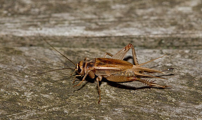 BUITEN BEELD Foto: 327554