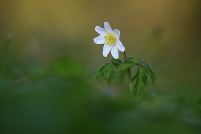 BUITEN BEELD Foto: 327560