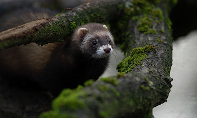 BUITEN BEELD Foto: 327573
