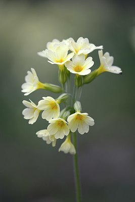 BUITEN BEELD Foto: 327575