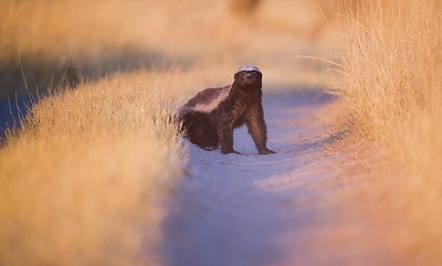 BUITEN BEELD Foto: 327603