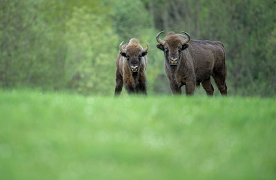 BUITEN BEELD Foto: 327606