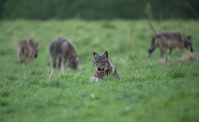 BUITEN BEELD Foto: 327608