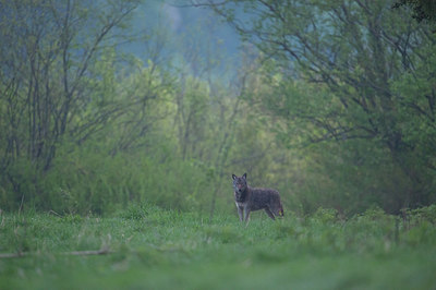 BUITEN BEELD Foto: 327609