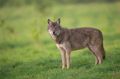 BUITEN BEELD Foto: 327611