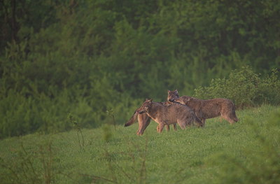 BUITEN BEELD Foto: 327612