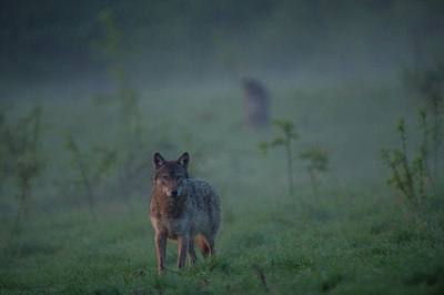 BUITEN BEELD Foto: 327616