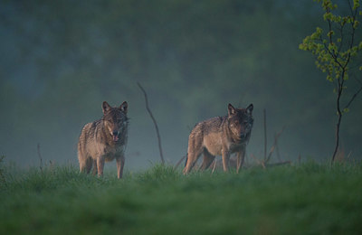 BUITEN BEELD Foto: 327618