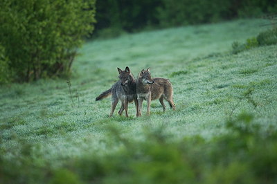 BUITEN BEELD Foto: 327625