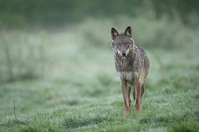 BUITEN BEELD Foto: 327626