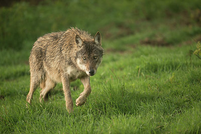 BUITEN BEELD Foto: 327628