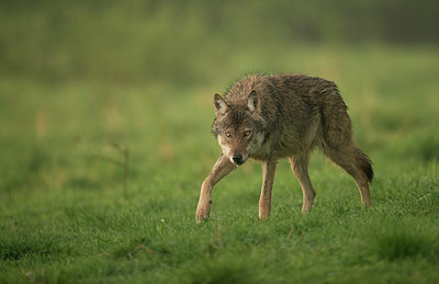 BUITEN BEELD Foto: 327629