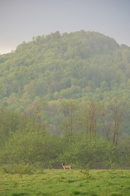 BUITEN BEELD Foto: 327630