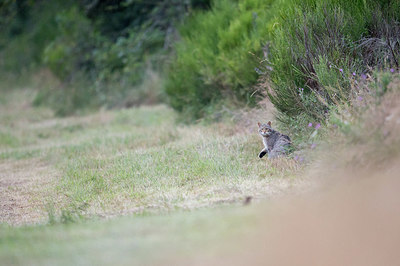 BUITEN BEELD Foto: 327661