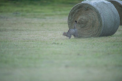 BUITEN BEELD Foto: 327662