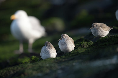 BUITEN BEELD Foto: 327674