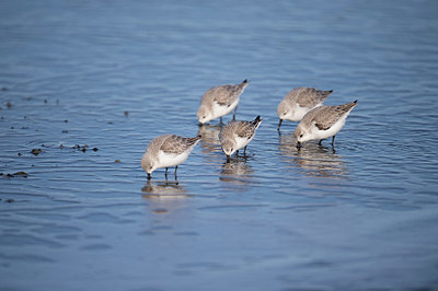 BUITEN BEELD Foto: 327680